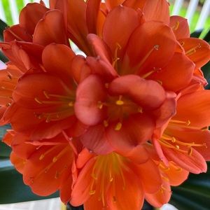 Meet your Posher, Bonnie